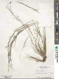 Agrostis hyemalis image