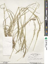 Agrostis hyemalis image