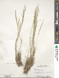 Agrostis hyemalis image