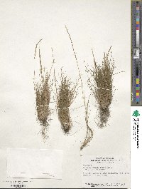 Agrostis hyemalis image