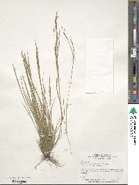 Agrostis hyemalis image