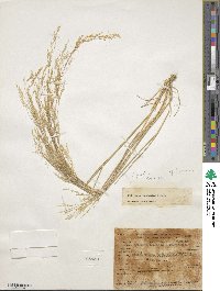 Agrostis hyemalis image