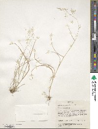 Agrostis hyemalis image