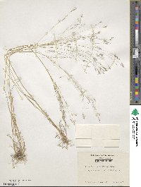 Agrostis hyemalis image