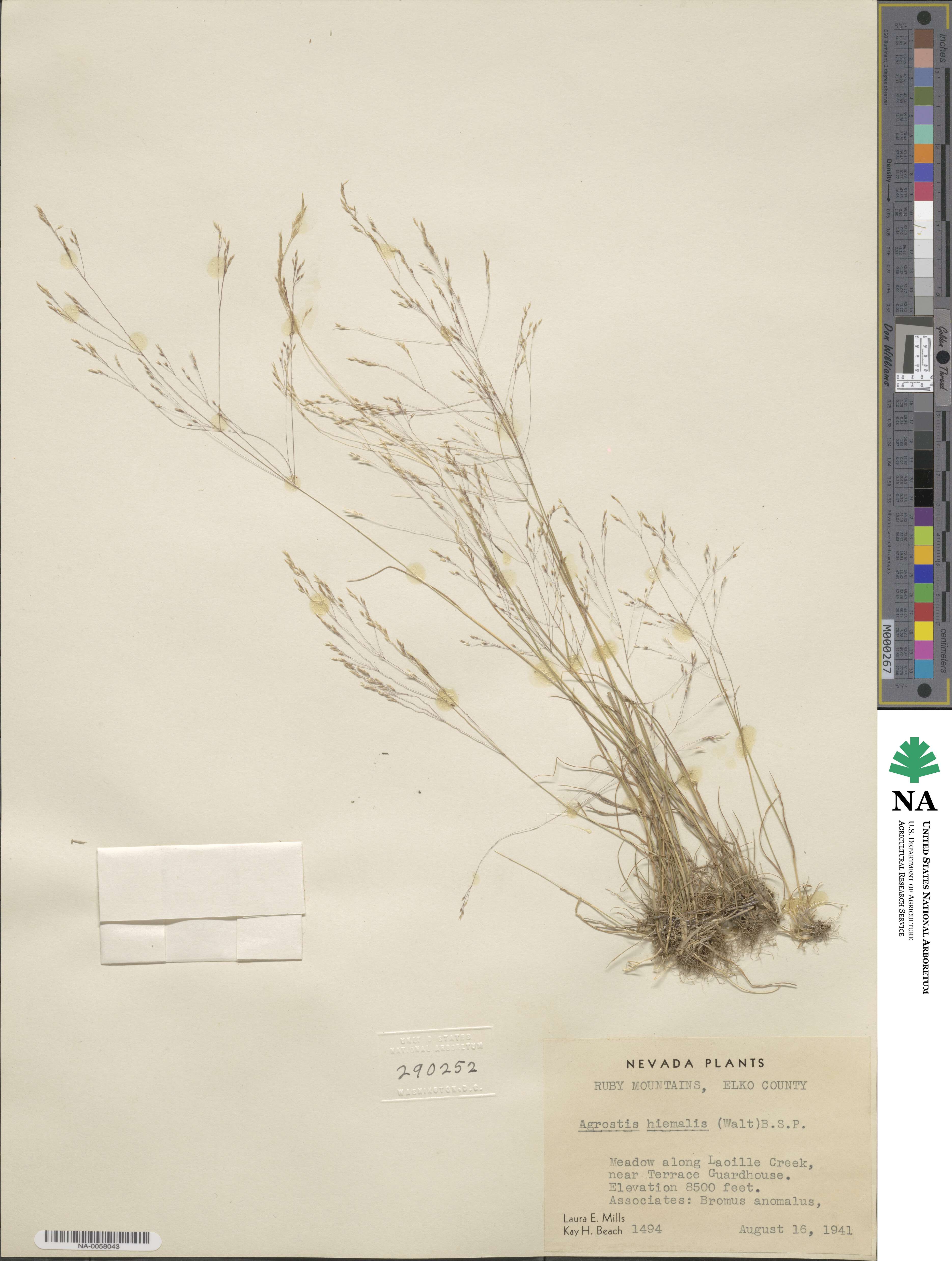 Agrostis image