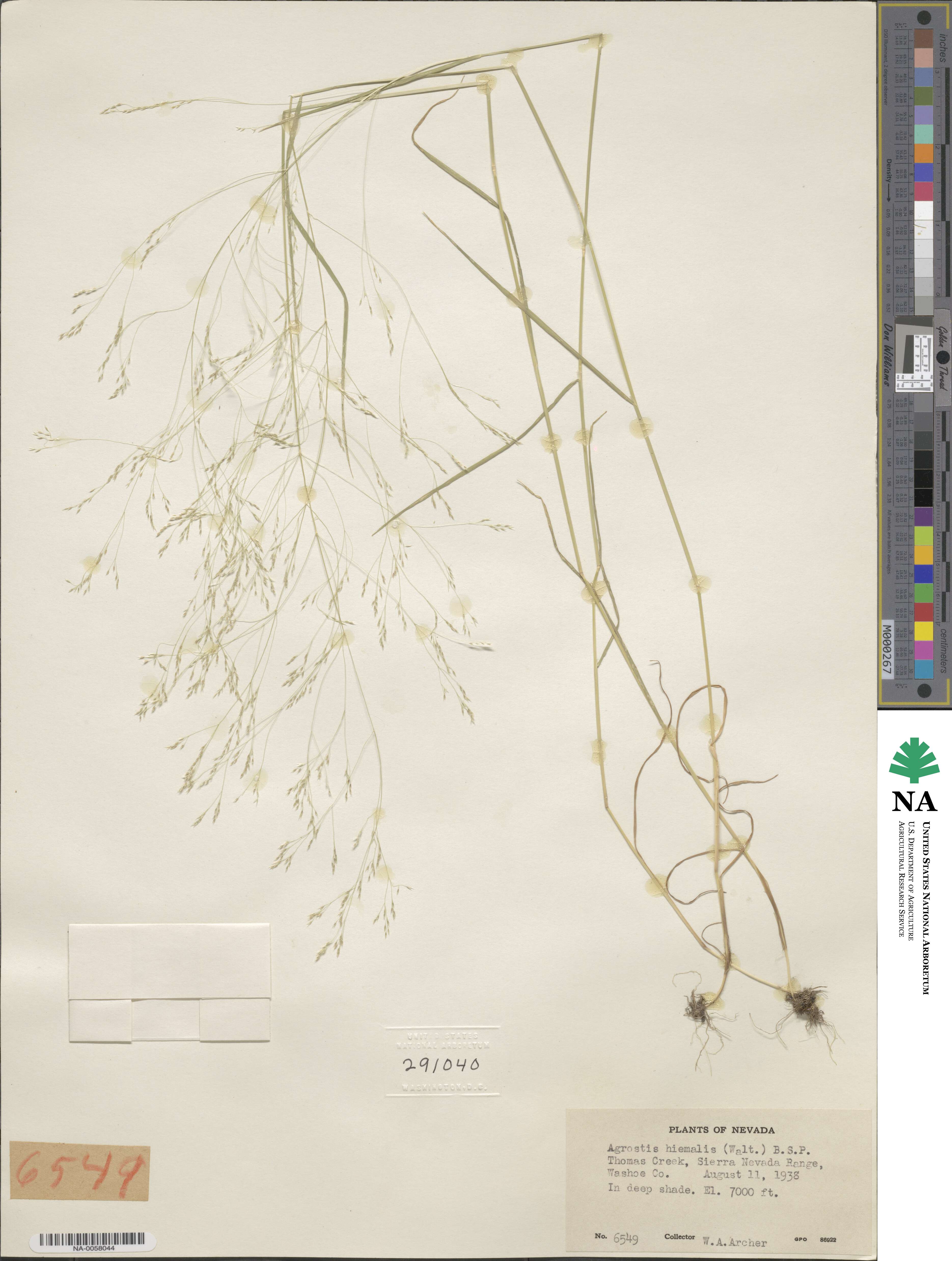 Agrostis image