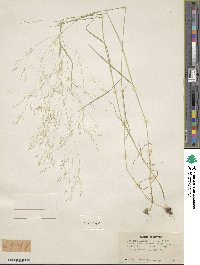 Agrostis hyemalis image