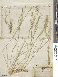 Agrostis hyemalis image