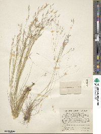 Agrostis hyemalis image