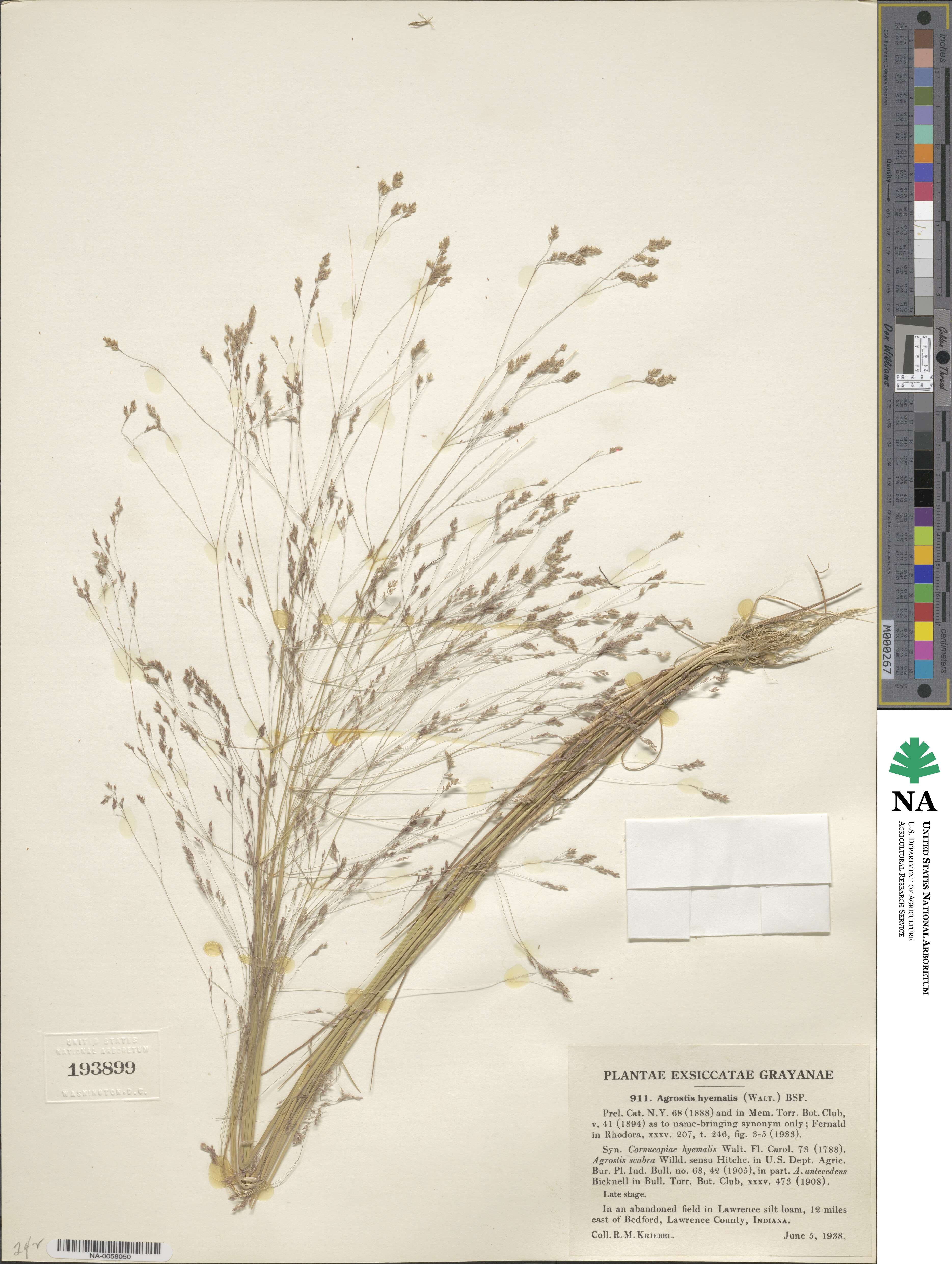 Agrostis hyemalis image
