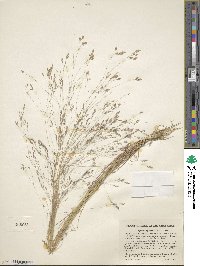 Agrostis hyemalis image