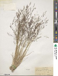 Agrostis hyemalis image