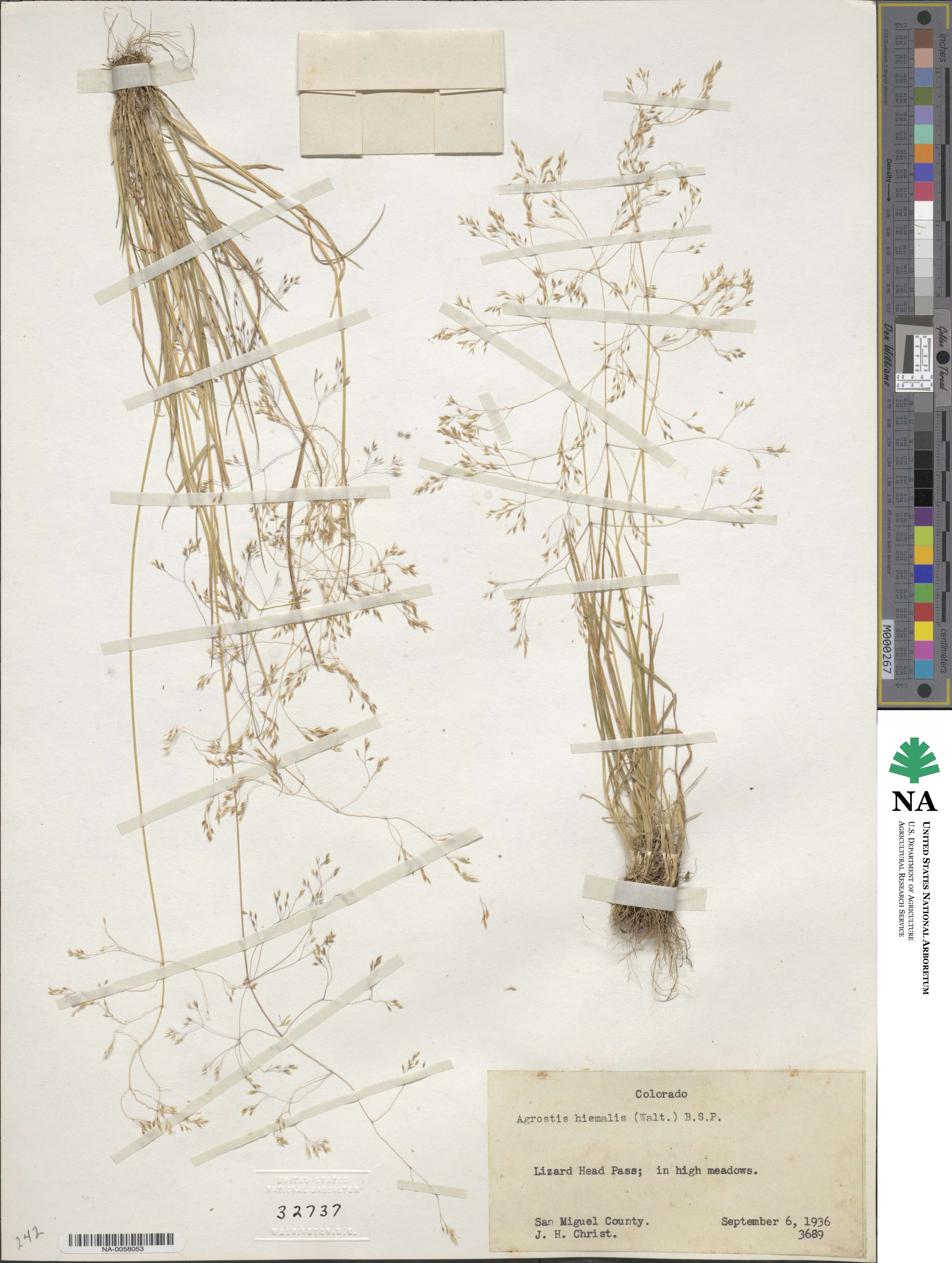 Agrostis hyemalis image