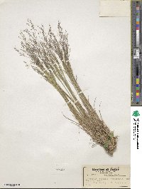 Agrostis scabra image