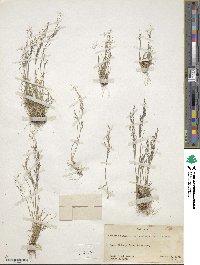 Agrostis scabra image