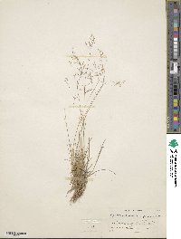 Agrostis hyemalis image