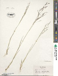 Image of Agrostis idahoensis