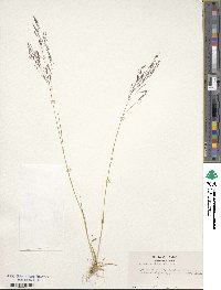 Agrostis idahoensis image