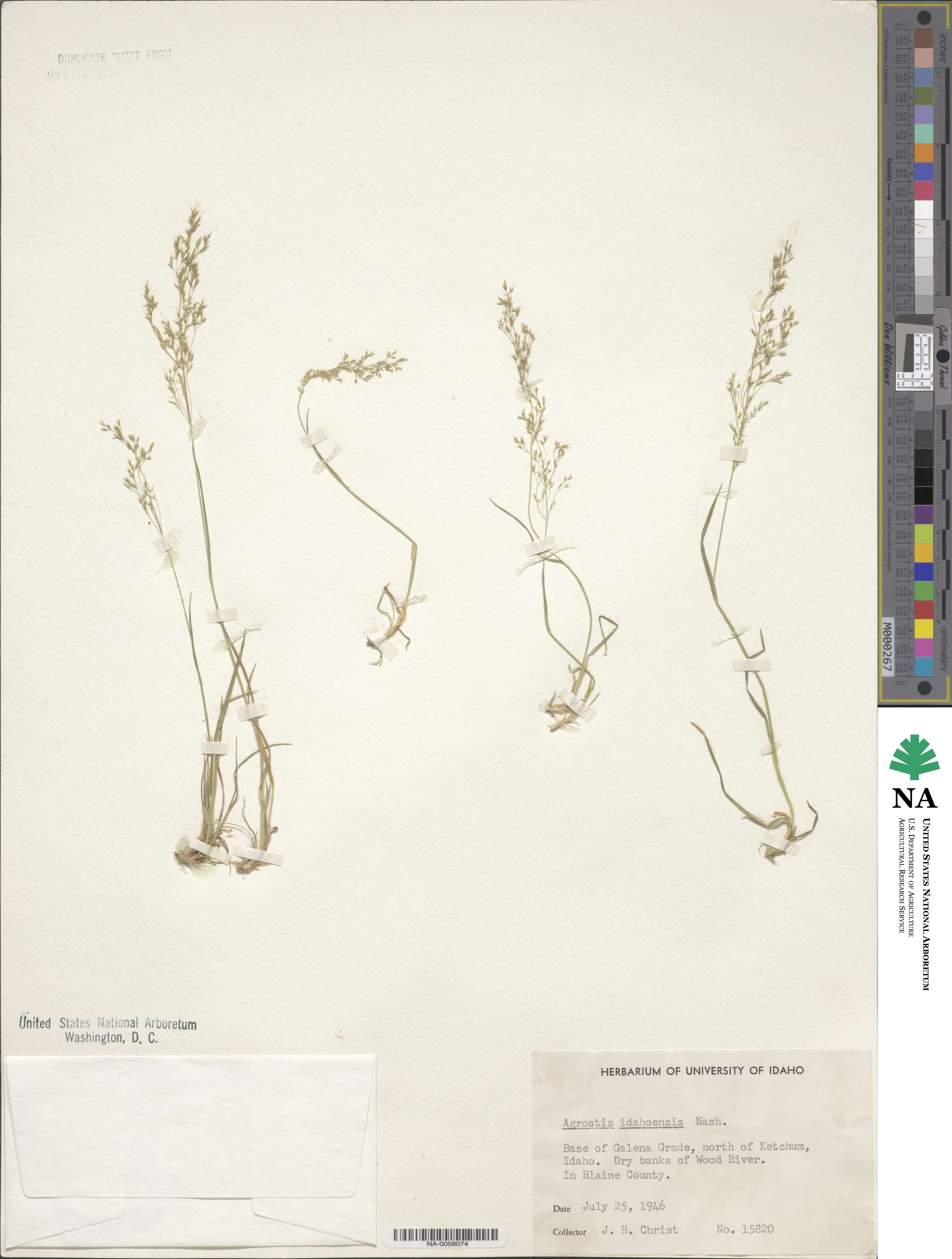 Agrostis idahoensis image