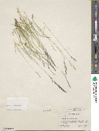 Agrostis idahoensis image