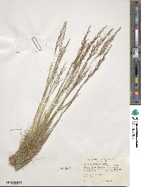 Agrostis idahoensis image