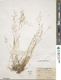 Agrostis idahoensis image