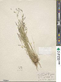 Agrostis idahoensis image