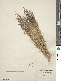 Agrostis idahoensis image