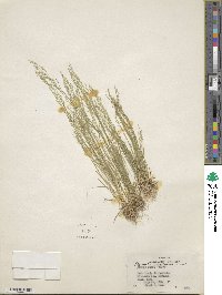 Agrostis idahoensis image