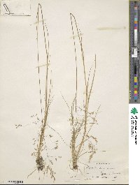 Agrostis oregonensis image