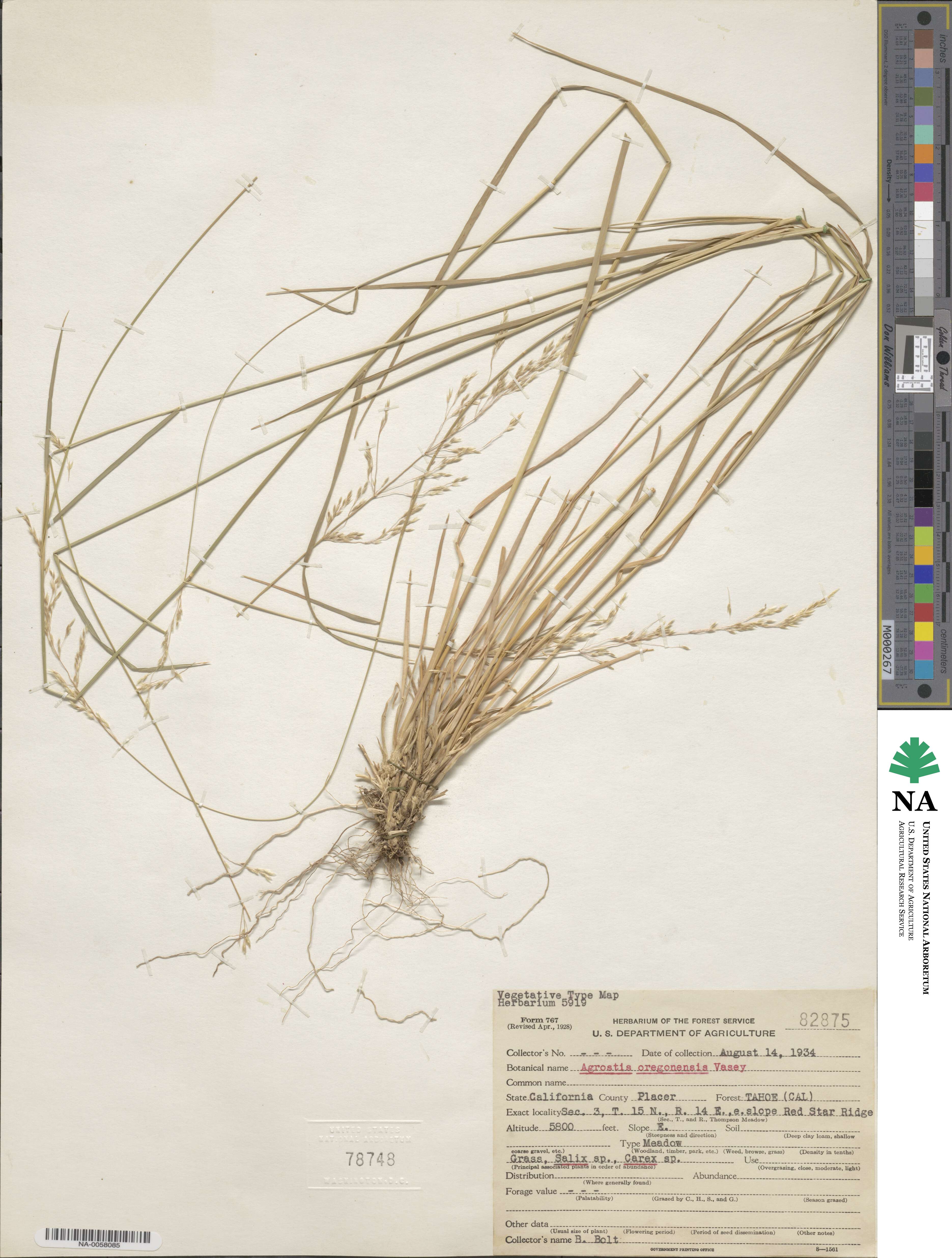 Agrostis oregonensis image