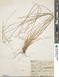 Agrostis oregonensis image