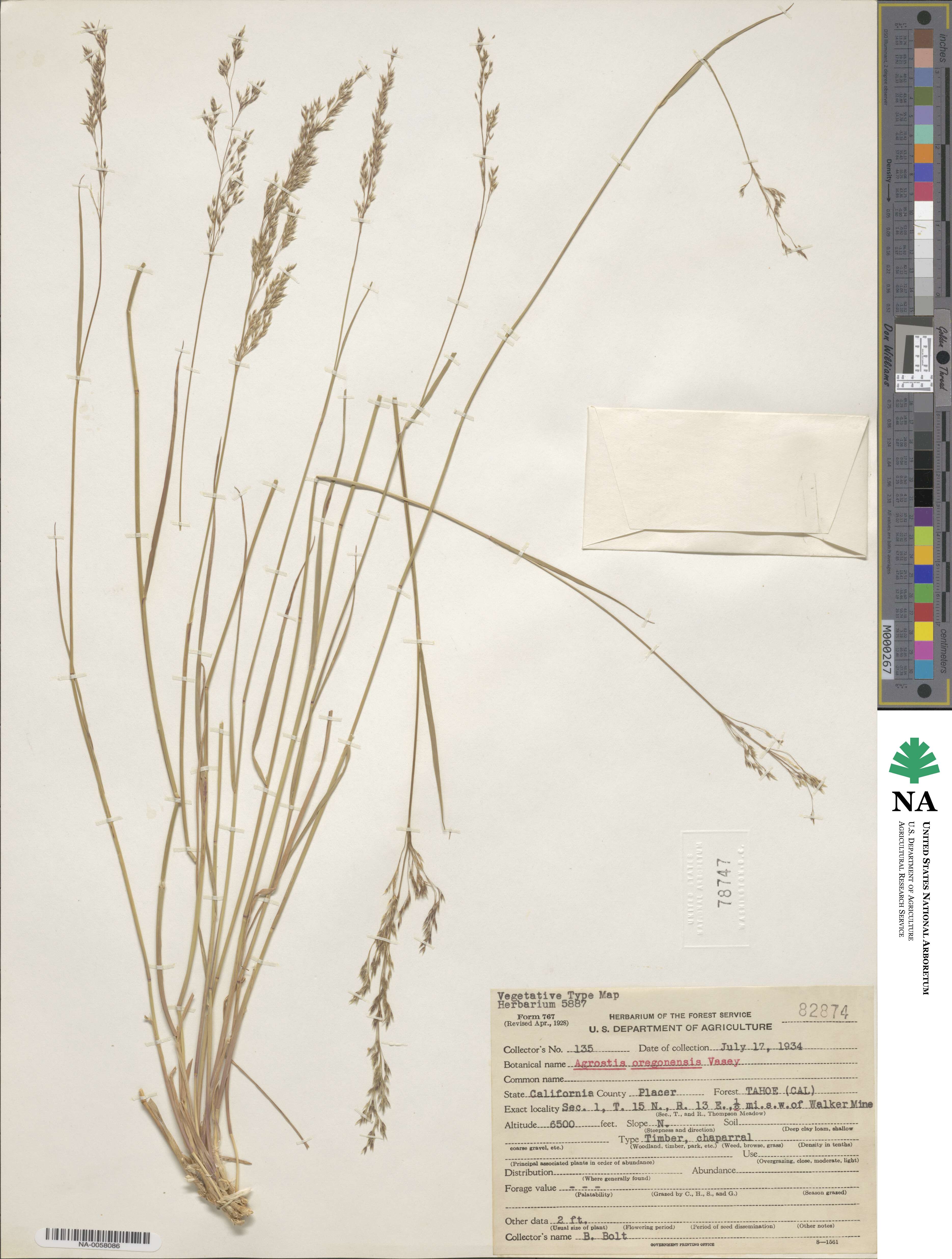 Agrostis oregonensis image