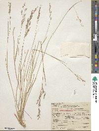 Agrostis oregonensis image