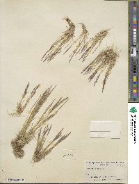 Agrostis rossiae image