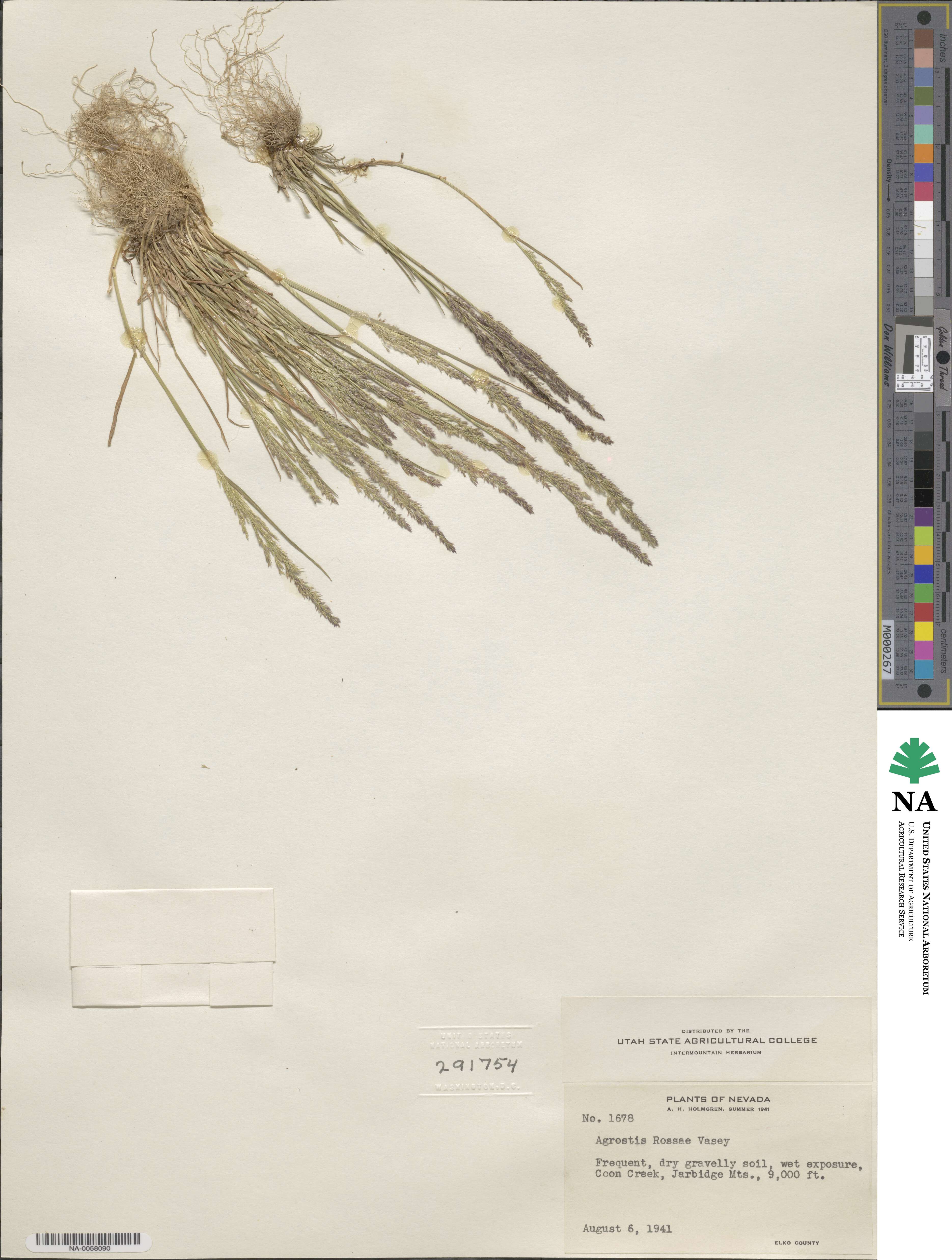 Agrostis rossiae image