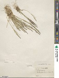 Agrostis rossiae image