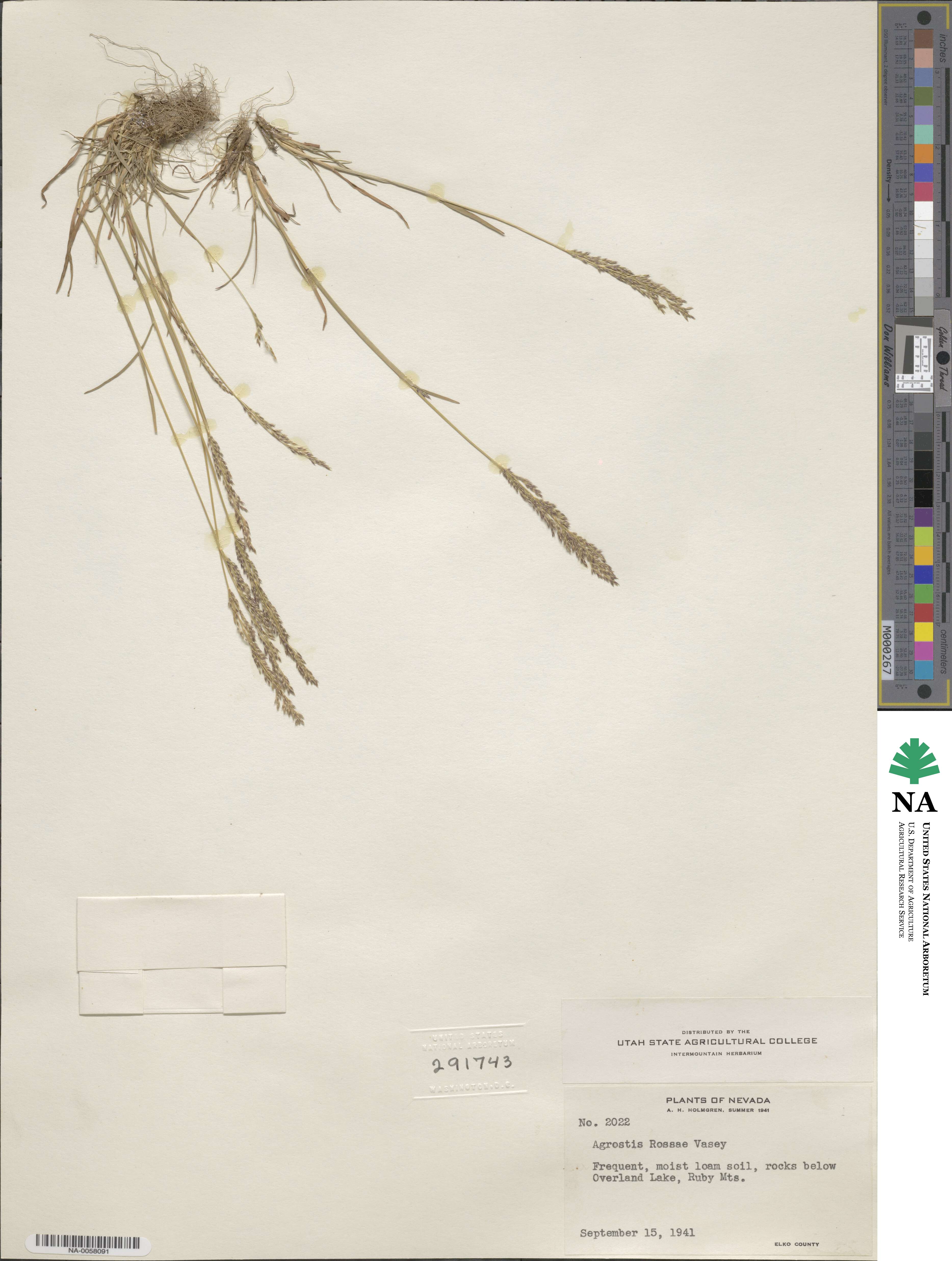 Agrostis rossiae image