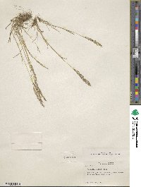 Agrostis rossiae image