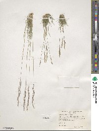 Agrostis rossiae image