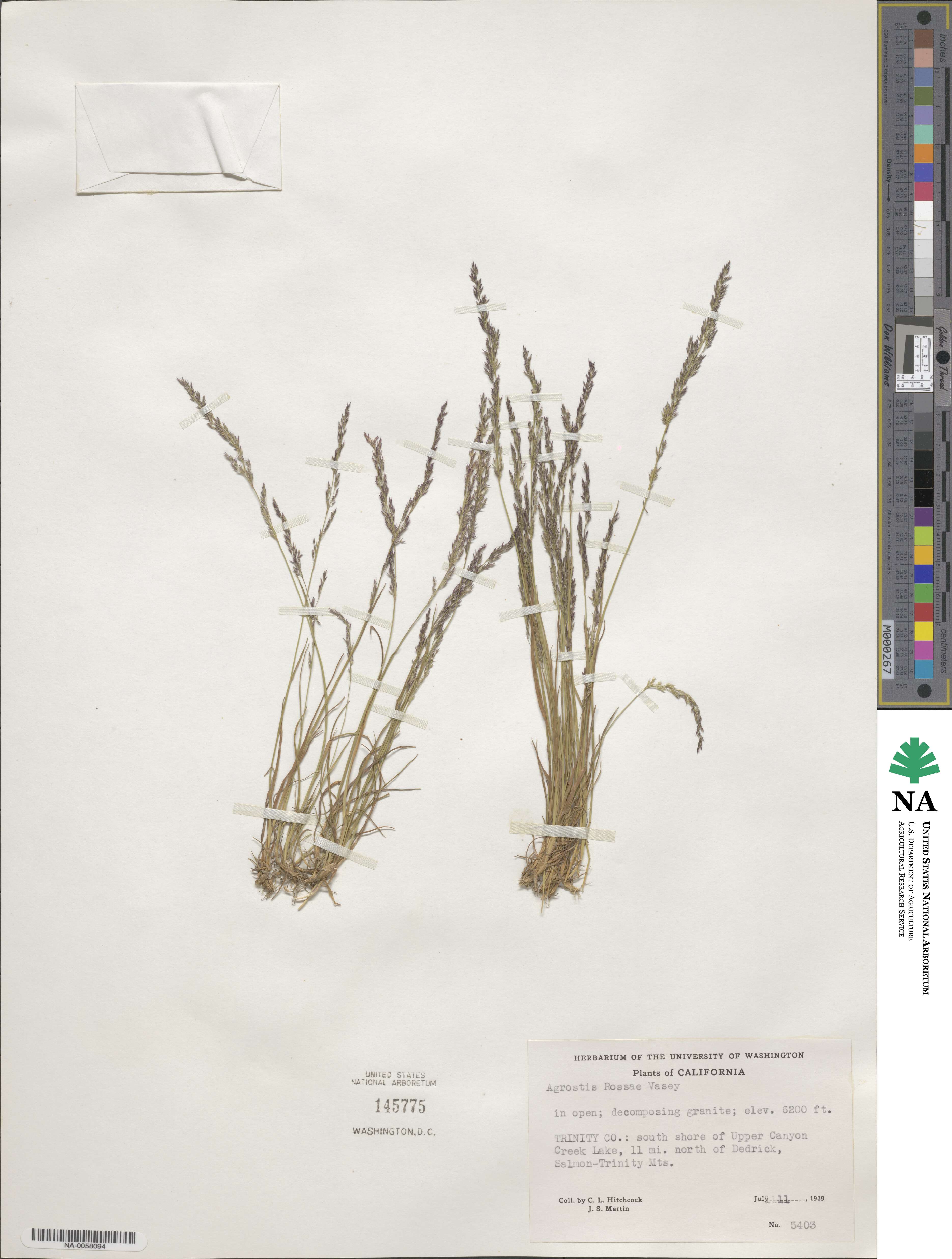 Agrostis rossiae image