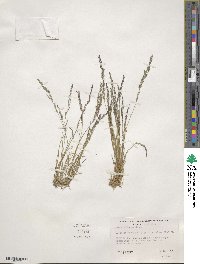 Agrostis rossiae image