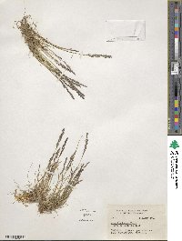 Agrostis rossiae image