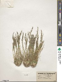 Agrostis rossiae image