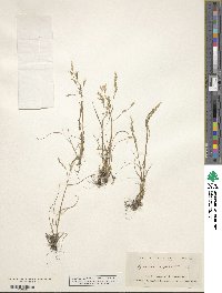 Image of Agrostis rupestris