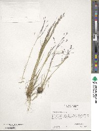 Agrostis scabra image