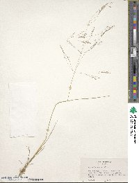 Agrostis scabra image