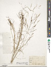 Agrostis scabra image