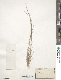 Agrostis scabra image