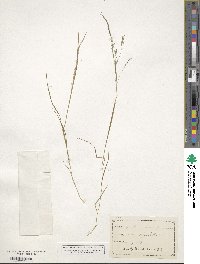 Agrostis scabra image